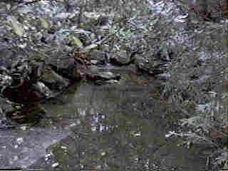 Glade Run (IMAGE)