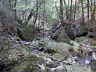Glade Run (IMAGE)
