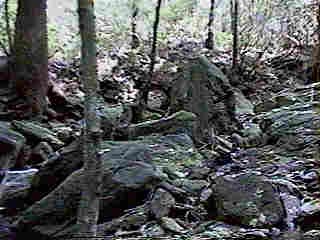 Glade Run (IMAGE)