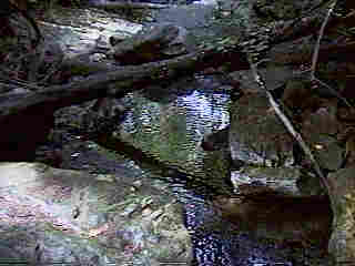 Glade Run (IMAGE)