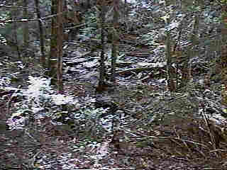Glade Run (IMAGE)