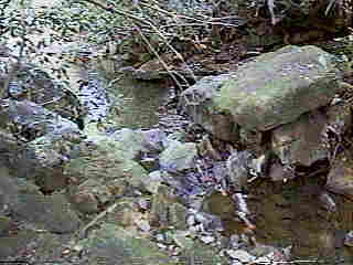 Glade Run (IMAGE)