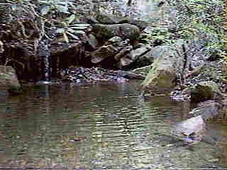 Glade Run (IMAGE)