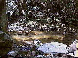 Glade Run (IMAGE)