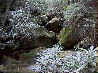 Glade Run (IMAGE)