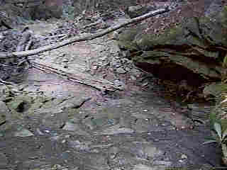 Glade Run (IMAGE)