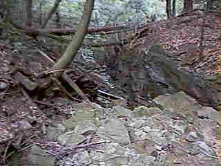 Glade Run (IMAGE)