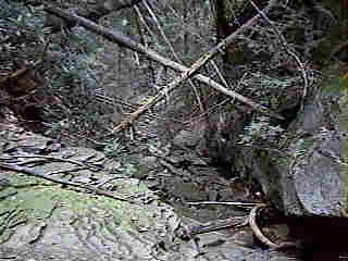 Glade Run (IMAGE)