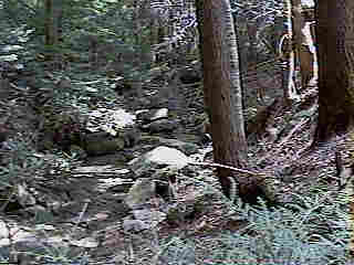 Glade Run (IMAGE)