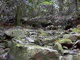 Glade Run (IMAGE)
