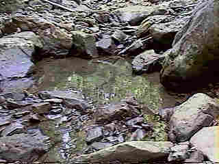 Glade Run (IMAGE)