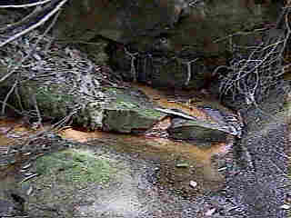Glade Run (IMAGE)