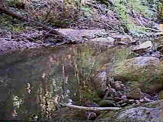 Glade Run (IMAGE)