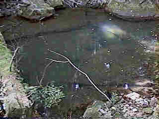 Glade Run (IMAGE)