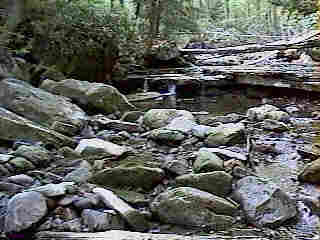 Glade Run (IMAGE)