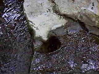 Glade Run (IMAGE)
