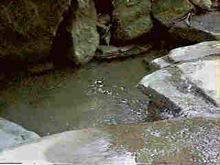 Glade Run (IMAGE)
