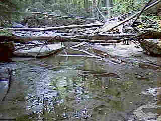 Glade Run (IMAGE)