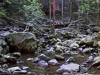 Glade Run (IMAGE)
