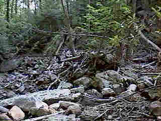 Glade Run (IMAGE)