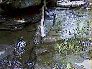 Glade Run (IMAGE)