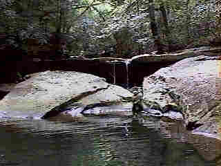 Glade Run (IMAGE)