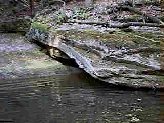 Glade Run (IMAGE)