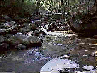 Glade Run (IMAGE)