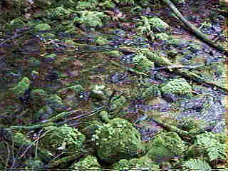 Glade Run (IMAGE)