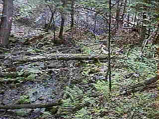 Glade Run (IMAGE)