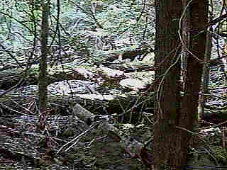 Glade Run (IMAGE)