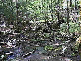 Glade Run (IMAGE)