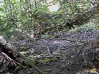 Glade Run (IMAGE)