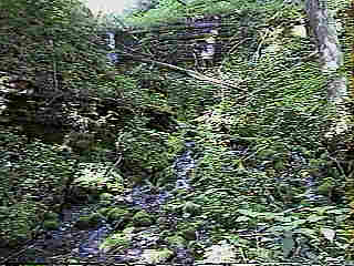 Glade Run (IMAGE)