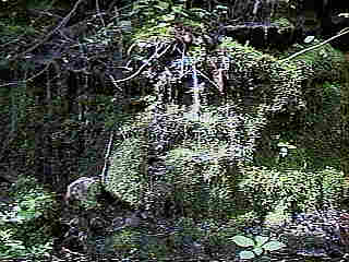 Glade Run (IMAGE)