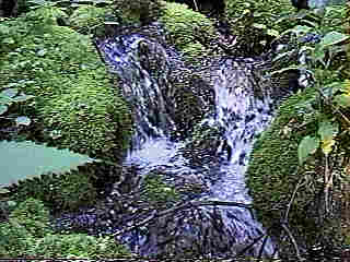 Glade Run (IMAGE)