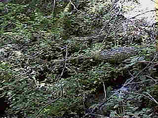Glade Run (IMAGE)