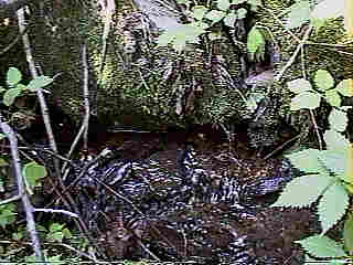 Glade Run (IMAGE)