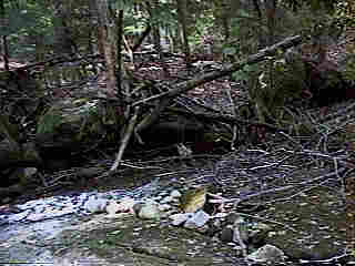 Glade Run (IMAGE)