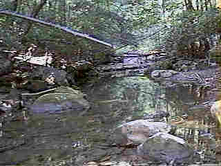Glade Run (IMAGE)