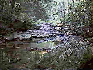 Glade Run (IMAGE)