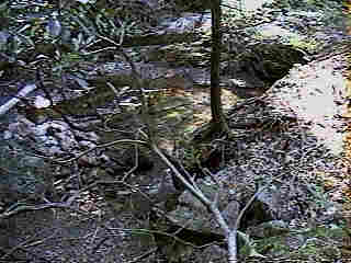 Glade Run (IMAGE)