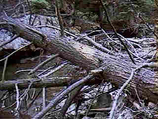 Glade Run (IMAGE)