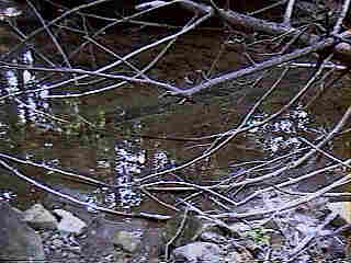 Glade Run (IMAGE)