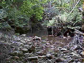 Glade Run (IMAGE)