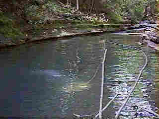 Glade Run (IMAGE)