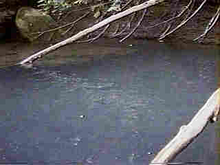 Glade Run (IMAGE)
