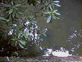 Glade Run (IMAGE)