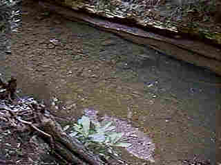Glade Run (IMAGE)