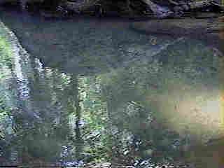 Glade Run (IMAGE)